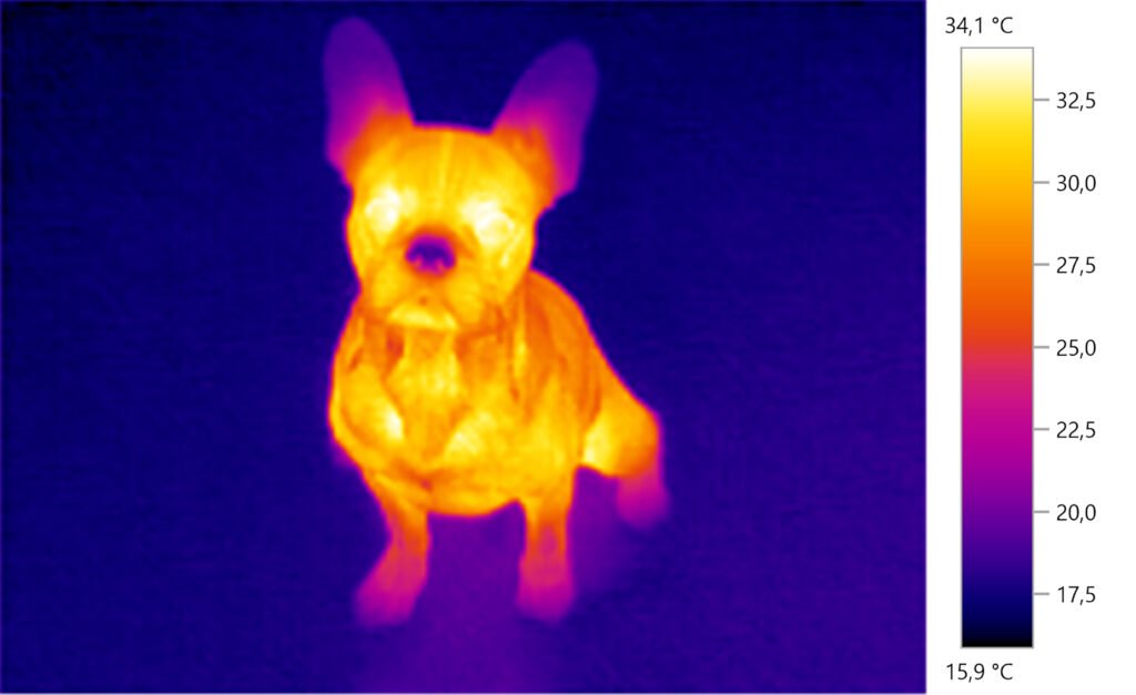 poszukiwania zwierząt termowizja